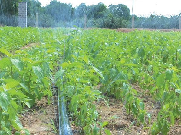 Thái Bình: Chuyển đổi đất lúa sang trồng cây dược liệu